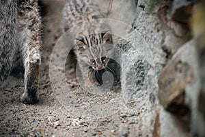 Amur Forest Cat Prionailurus Felis Bengalensis Euptilura. Far Eastern Cat is a northern subspecies of the Leopard Bengal Cat.