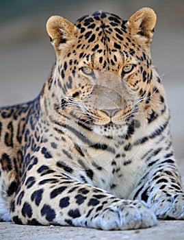 Amur leopard 1