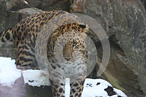 Amur leopard