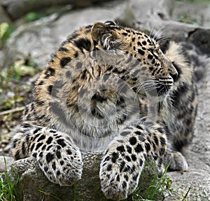 Amur leopard 12