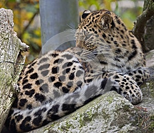 Amur leopard 13