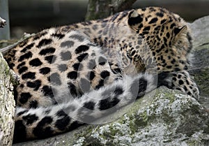 Amur leopard 14