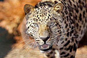 Amur Leopard