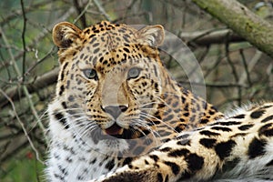 Amur leopard photo