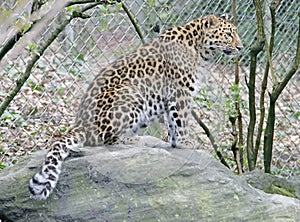 Amur Leopard 2