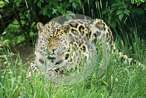 Amur Leopard 2