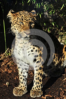 Amur leopard