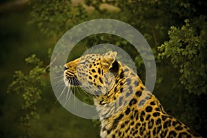 Amur Leopard photo