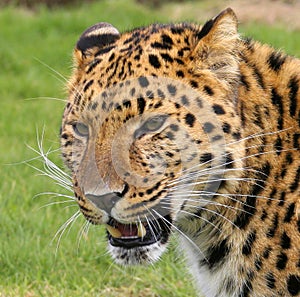 Amur Leopard