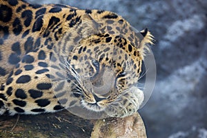 Amur leopard.