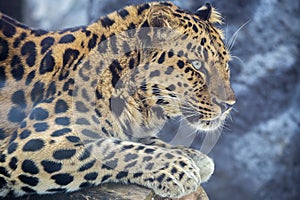 Amur leopard.