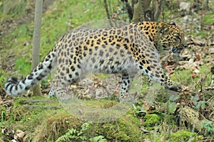 Amur leopard photo