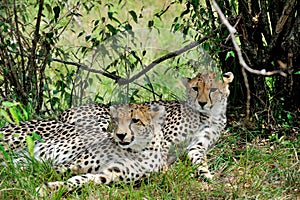 Amur Leopard