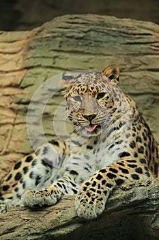 Amur leopard