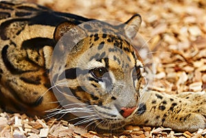 Amur leopard photo