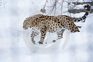 The Amur leopard