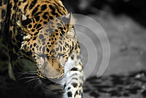 Amur Leopard