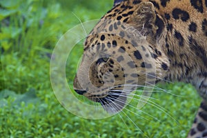 Amur Leopard  708418