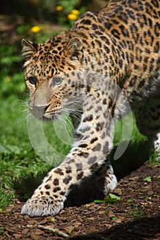 Amur Leopard