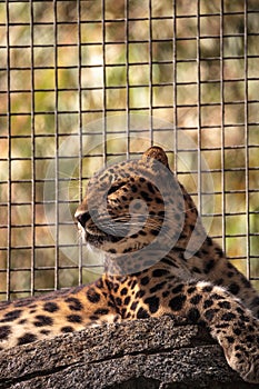 Amur leopard called Panthera pardus orientalis