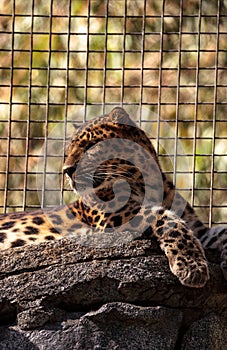 Amur leopard called Panthera pardus orientalis