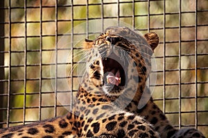 Amur leopard called Panthera pardus orientalis