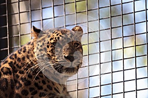 Amur leopard called Panthera pardus orientalis