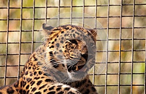 Amur leopard called Panthera pardus orientalis