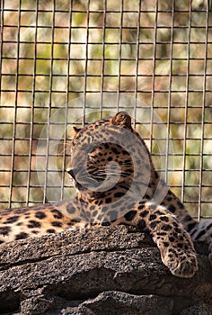 Amur leopard called Panthera pardus orientalis