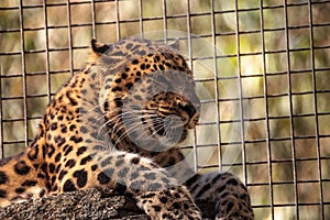 Amur leopard called Panthera pardus orientalis