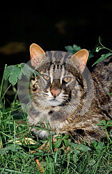 Amur Leopard Cat or Siberian Leopard Cat, prionailurus bengalensis euptilura