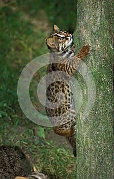 Amur Leopard Cat or Siberian Leopard Cat, prionailurus bengalensis euptilura, Young climbing Tree Trunk