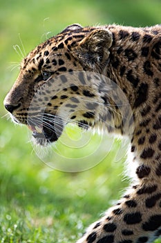 Amur Leopard