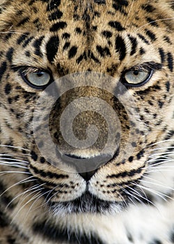 Amur leopard closeup