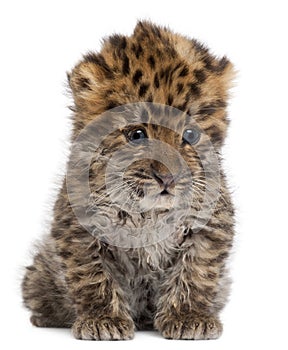 Amur leopard cub, Panthera pardus orientalis, 6 weeks old