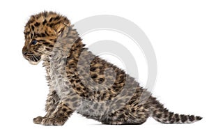 Amur leopard cub, Panthera pardus orientalis, 6 weeks old