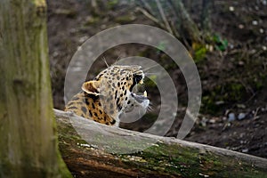 Amur leopard cub roar behing tree