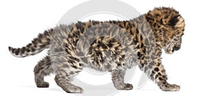 Amur leopard cub walking, Panthera pardus orientalis, 6 weeks old