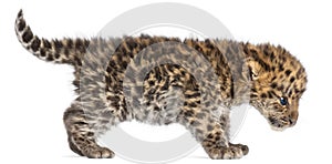 Amur leopard cub walking, Panthera pardus orientalis, 6 weeks old