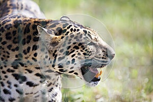 Amur leopard lat photo