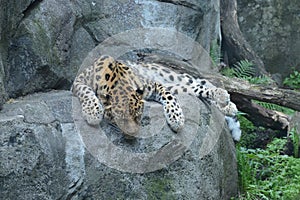 Amur leopard laying on a rock
