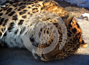 Amur leopard is a leopard subspecies