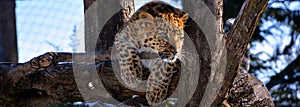 Amur leopard is a leopard subspecies