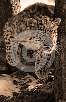 Amur leopard is a leopard subspecies