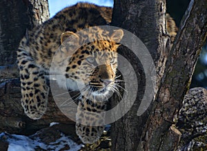 Amur leopard is a leopard subspecies