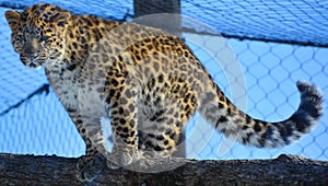 Amur leopard is a leopard subspecies