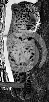 Amur leopard is a leopard subspecies