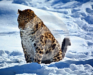 Amur leopard is a leopard subspecies