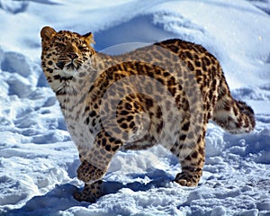 Amur leopard is a leopard subspecies