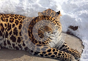 Amur leopard is a leopard subspecies